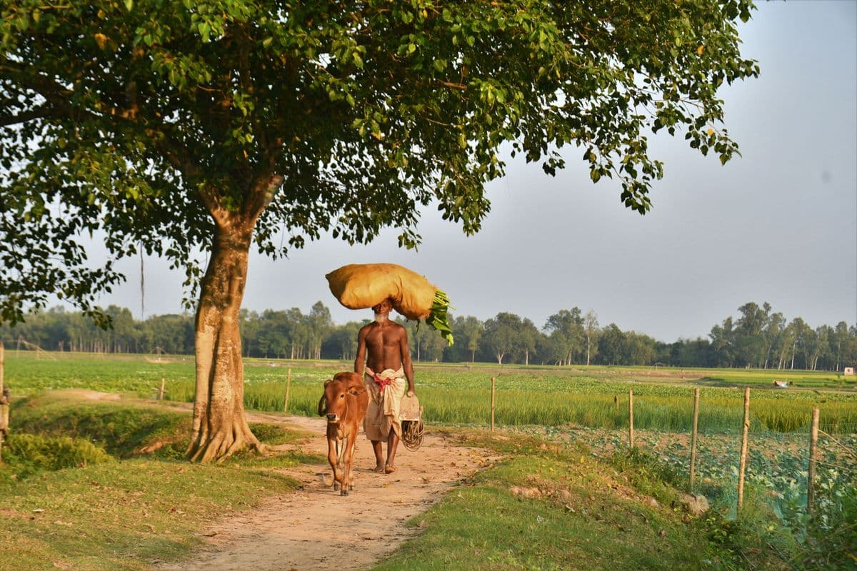 গরু নিয়ে হেঁটে চলা একজন বাংলাদেশি কৃষক; প্রতিনিধিত্বমূলক স্টক ছবি, আসক ফাউন্ডেশনের কার্যক্রম নয়